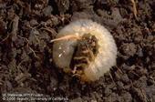 Masked Chafer Grub Larva